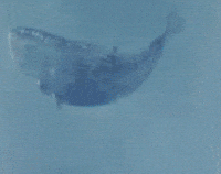 death feet GIF