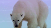 symphony for our world GIF by Nat Geo Wild 