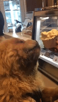 Chow Chow Pup Enjoys Sweet Treat at Ice Cream Shop