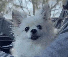 romeomama chihuahua cute dog happy dog life is good GIF