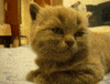 Video gif. Fuzzy gray cat looks blank-faced, then flops his head down dramatically on a soft surface.