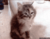 sleepy cat GIF