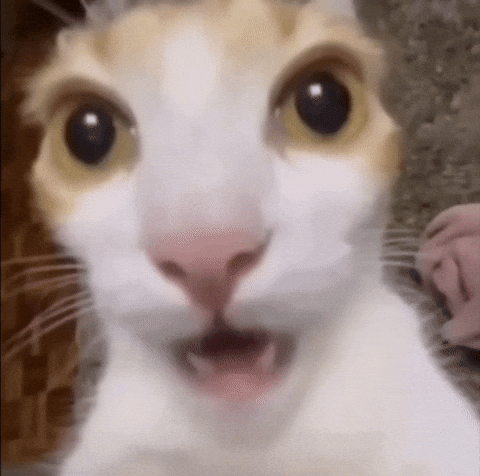 giphyattribution cat shocked giphycreatortest shocked cat GIF