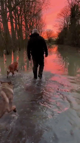 North Wiltshire Man and Dogs Slog Through Floodwater Toward Dazzling Sunset