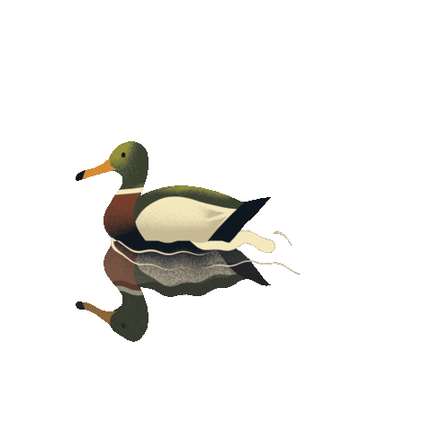 Duck Goose Sticker by Ajuntament de Barcelona