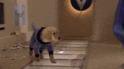 Dogs Nasa GIF by Air Bud Entertainment
