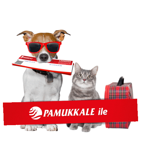 Cat Dog Sticker by Pamukkale Turizm