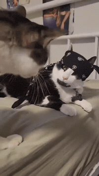 Cat GIF
