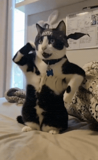 1234 GIF