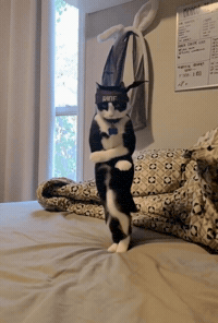 Thugxedocat GIF