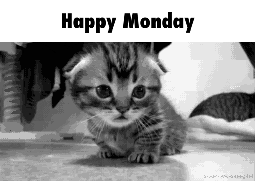 Video gif. Tabby kitten does a slow blink. Text, "Happy Monday."