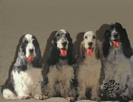 Snuls humour mdr chien drole GIF