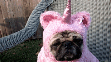 Video gif. A pug in a pink unicorn costume sniffs and gazes at us blankly.