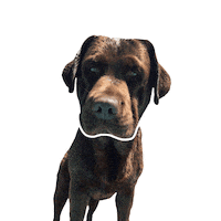 bruno dog Sticker by evosound