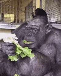 Sonny Enjoying his Romaine