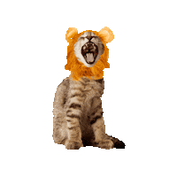 Cat Soccer Sticker by Avonturia