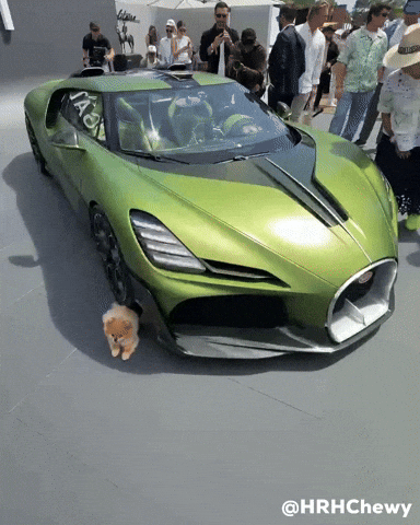 Pomeranian Happy Dog GIF