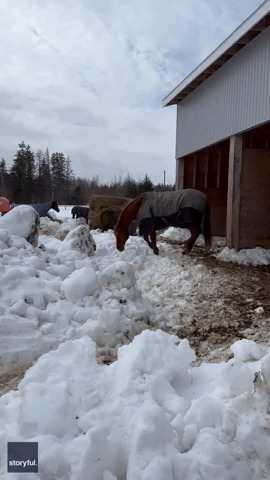 Horse Can't Get Enough of Nova Scotia Snow