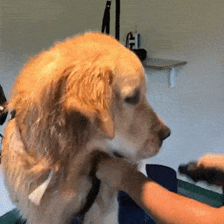 cuteanimalland giphyupload GIF