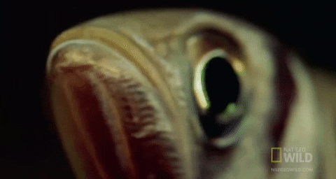 worldâs deadliest GIF by Nat Geo Wild 