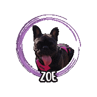 French Bulldog Zoe Sticker by Asilo per cani Dog'sMind