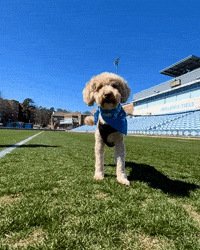 Dogs Bandana GIF by UNC Tar Heels