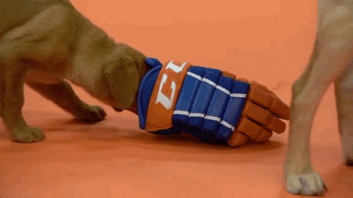 Ice Hockey Dog GIF by NHL