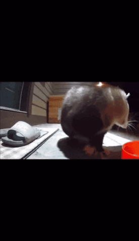 wrathmonkey giphygifmaker giphygifmakermobile GIF