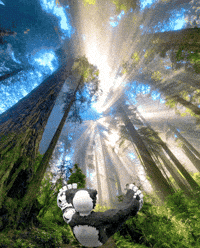 Panda Sunbathing GIF by Endangered Labs