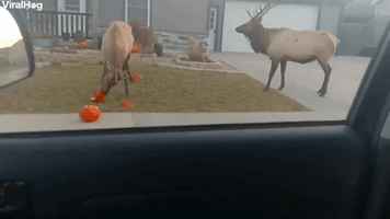 Elk Enjoy Pumpkins in Estes Park