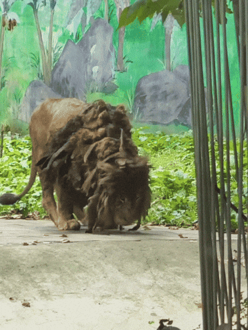 cuteanimalland giphyupload GIF