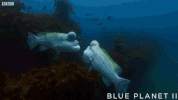 bbc one ocean GIF by BBC