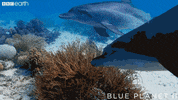 blue planet scratch GIF by BBC Earth