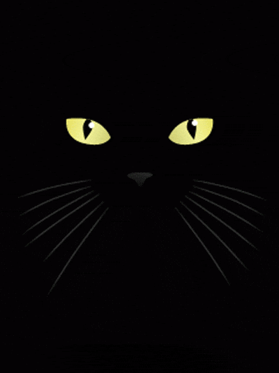 black cat GIF