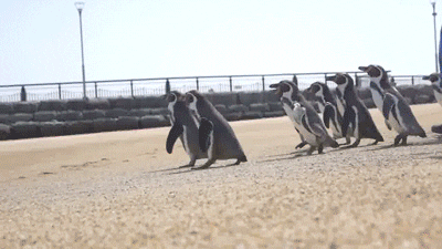 Beach Penguins GIF
