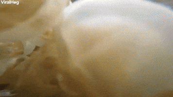 Diver Swims in Lake Full of Beautiful Stingless Je