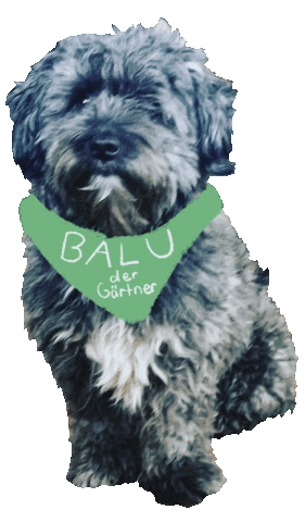 BaluDerGaertner giphyupload dog hund doggie Sticker