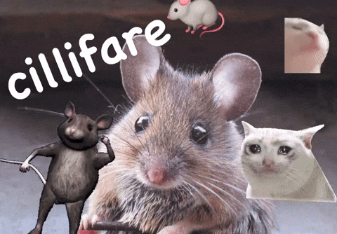 Cillifare GIF