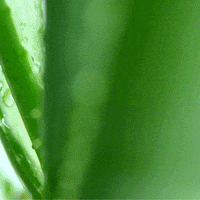 raccobolivia intimo racco jabonintimo intimoracco GIF