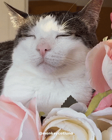 Cat Roses GIF