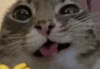Cat Reaction GIF
