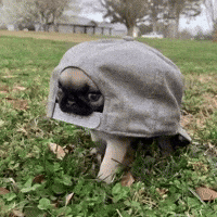 Turtle Pug GIF by Respective