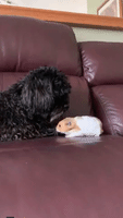 Furry Friends: Dog Pets Hamster Pal