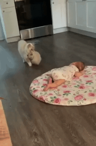 cuteanimalland giphyupload GIF