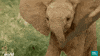 nature's epic journeys elephants GIF by BBC Earth