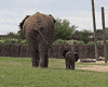 baby elephant GIF