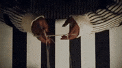 Ken Doll GIF by DUCKWRTH