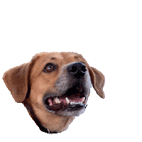 hsbroward puppy dogs walk paw Sticker