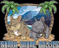 nsbullies paradise frenchie french bulldog frenchies GIF