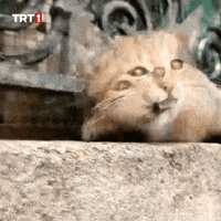 Cat What GIF by TRT